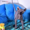 Котята Sphynx, Elf, DWELF.