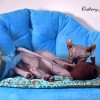 Котята Sphynx, Elf, DWELF.