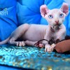 Котята Sphynx, Elf, DWELF.